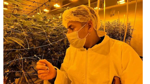 A researcher in a cannabis growing facility