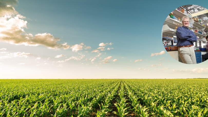 A corn field with an inset photo of Professor Lynd