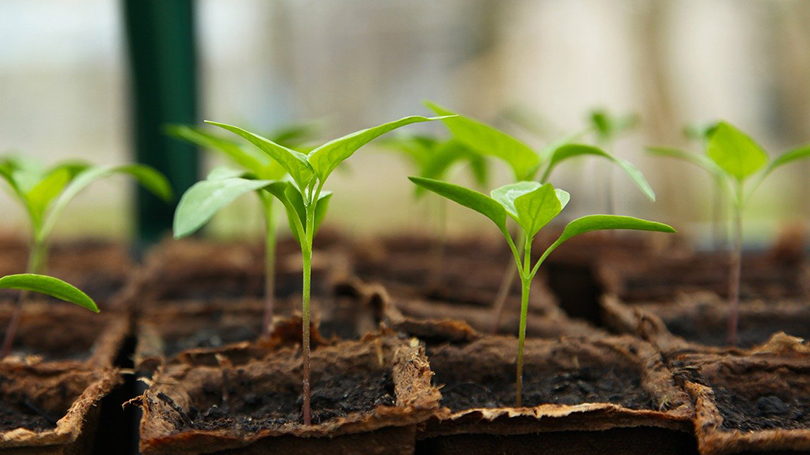 seedling plants