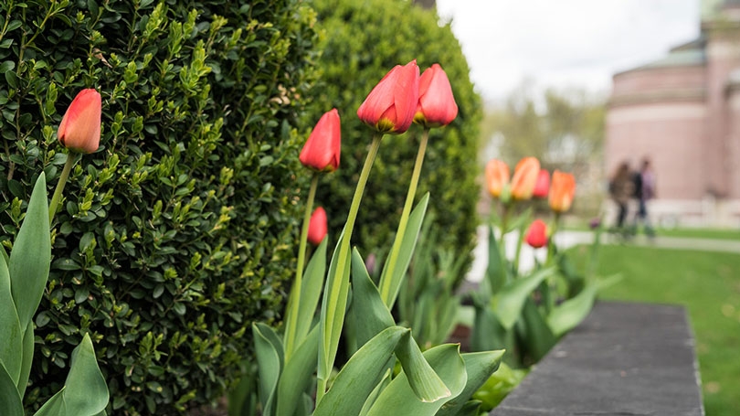 Tulips outside Rauner Library